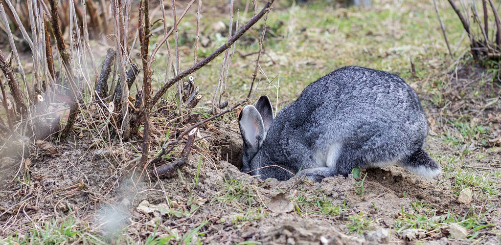 a gray rabbit digs a hole in the garden