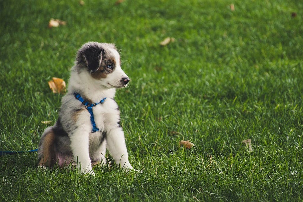 A puppy in a leash