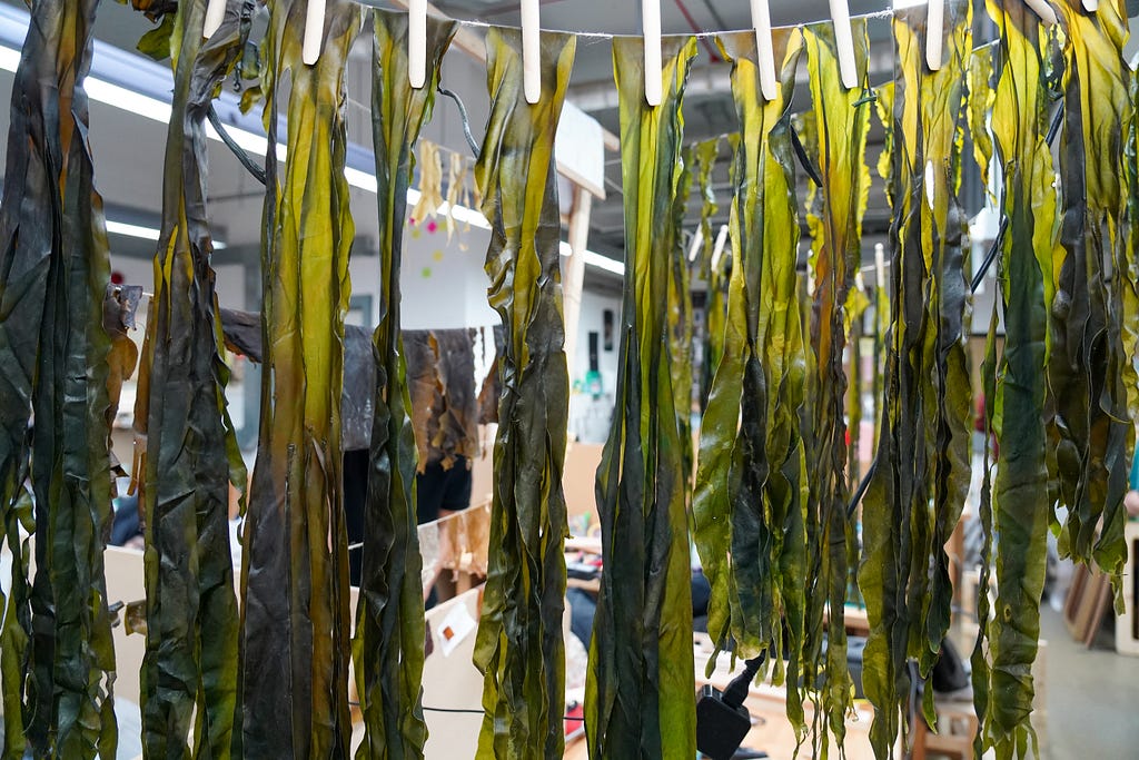 Drying seaweed on a line pre-treatment from the FROND project by Henry Davidson
