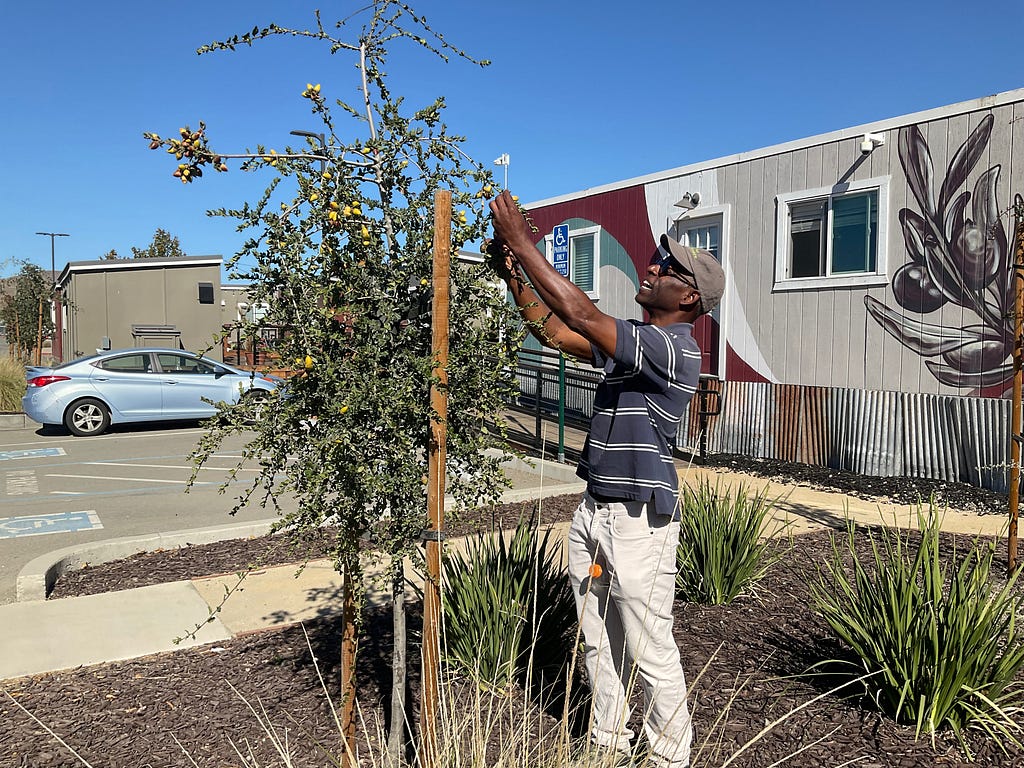 Against a bright blue sky, in a small yard near a parking lot, Amos White, a thin Black man, tends to a tree.