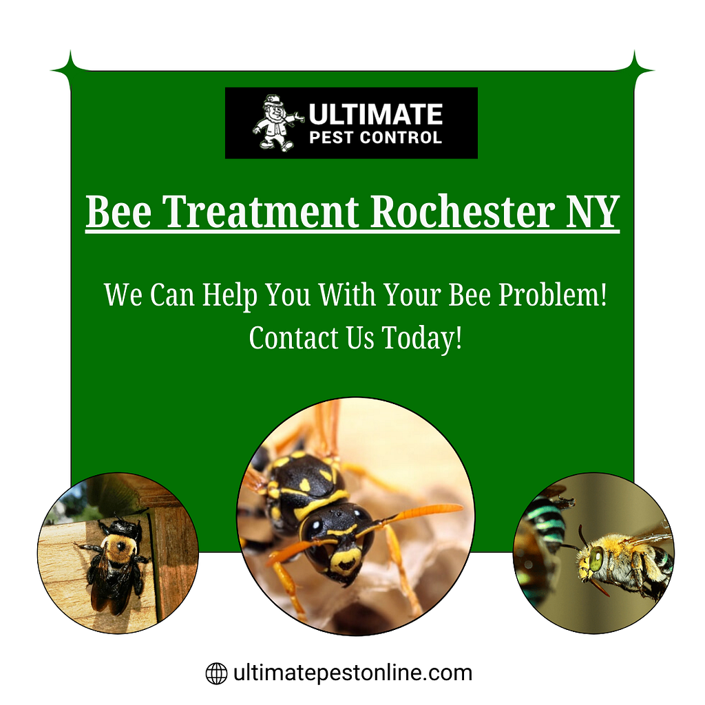 Bee Treatment Rochester NY