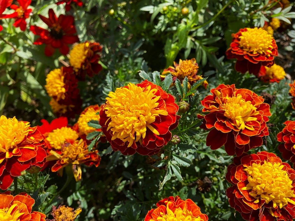 A bunch of red and yellow marigolds