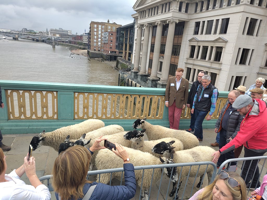 Seven sheep crossing the River Thames walking over Southwark Bridge.