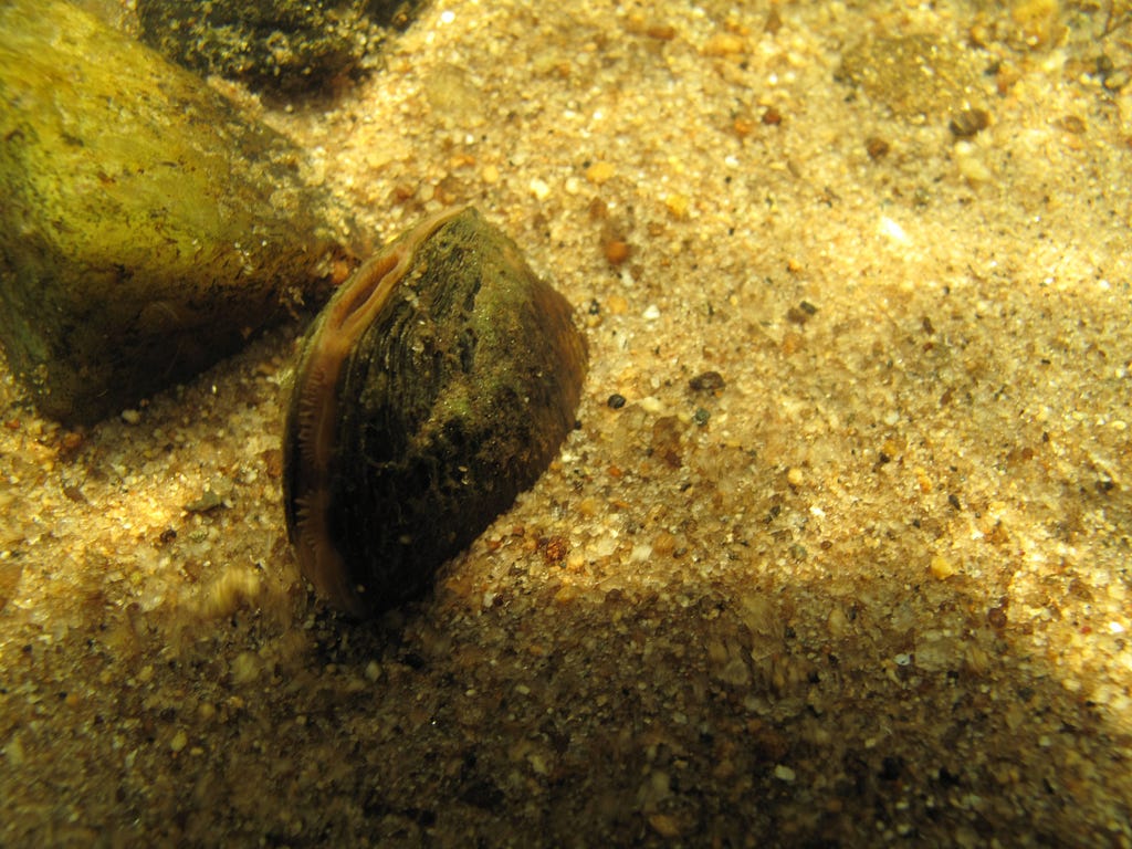 Appalachian elktoe mussel on the stream bottom