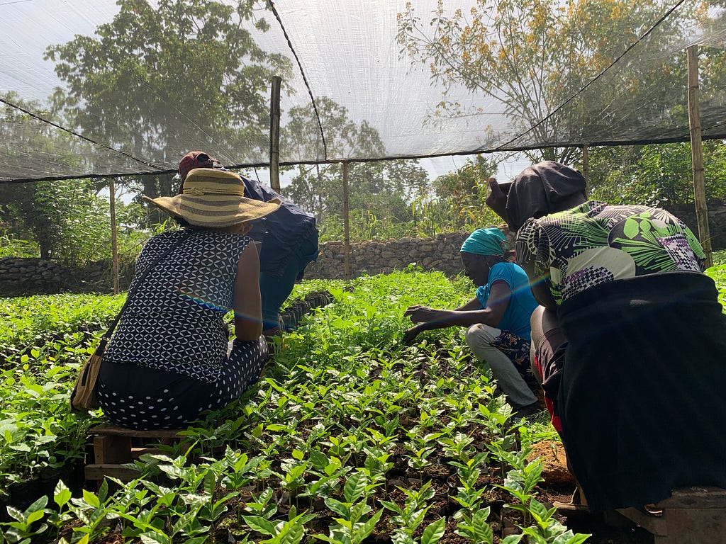 A group of kneeling women weed coffee seedlings being grown inside a greenhouse.