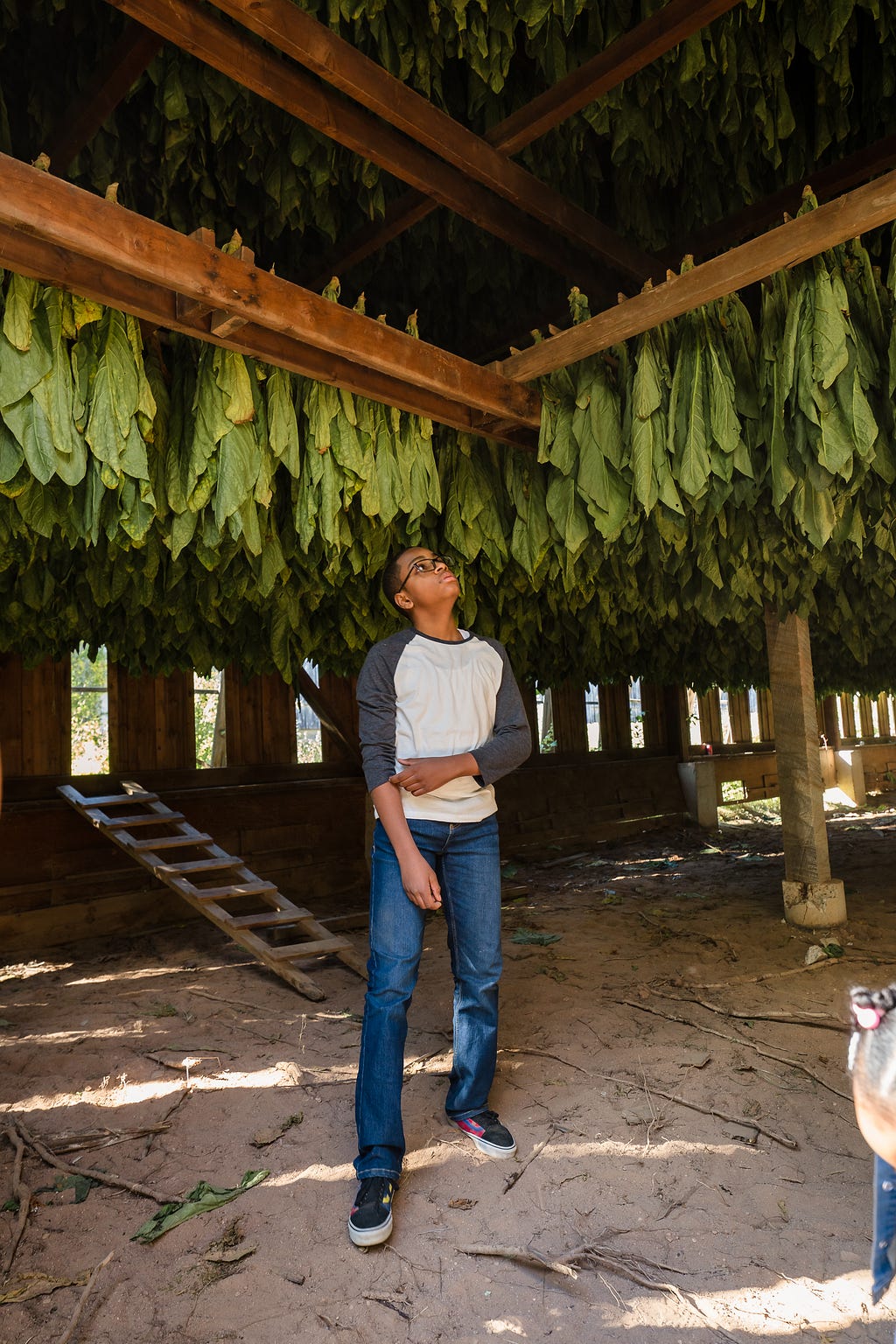 Young man stnads in tobacco barn. Tobacco leaves hang from above