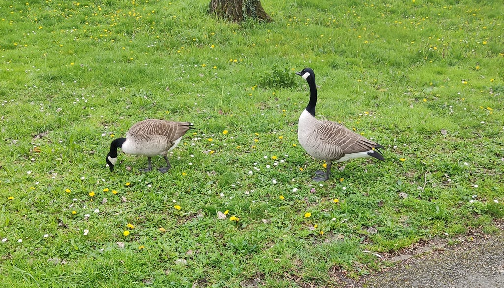 Two geese in a park.