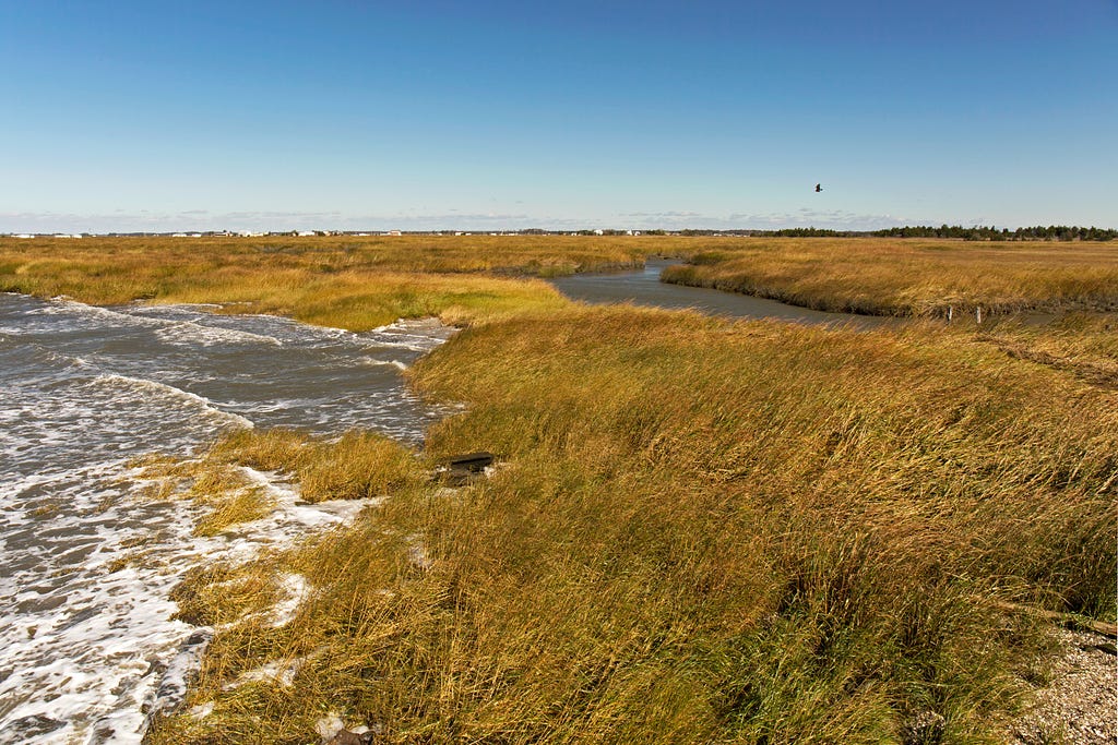 a marsh landscape with brown grasses and water