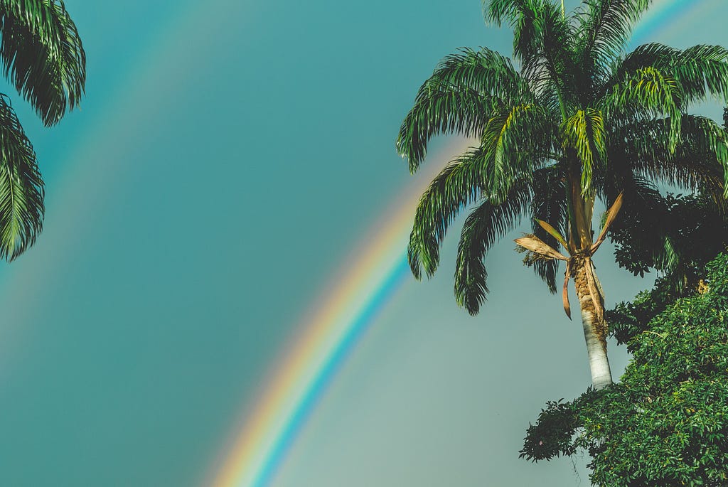 Image that has a palm in the foreground and an outstanding double rainbow in the background.
