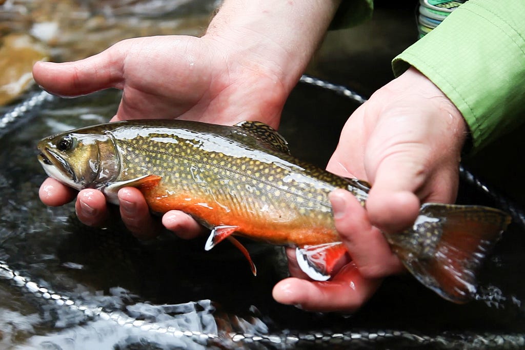 a colorful trout being held in a net