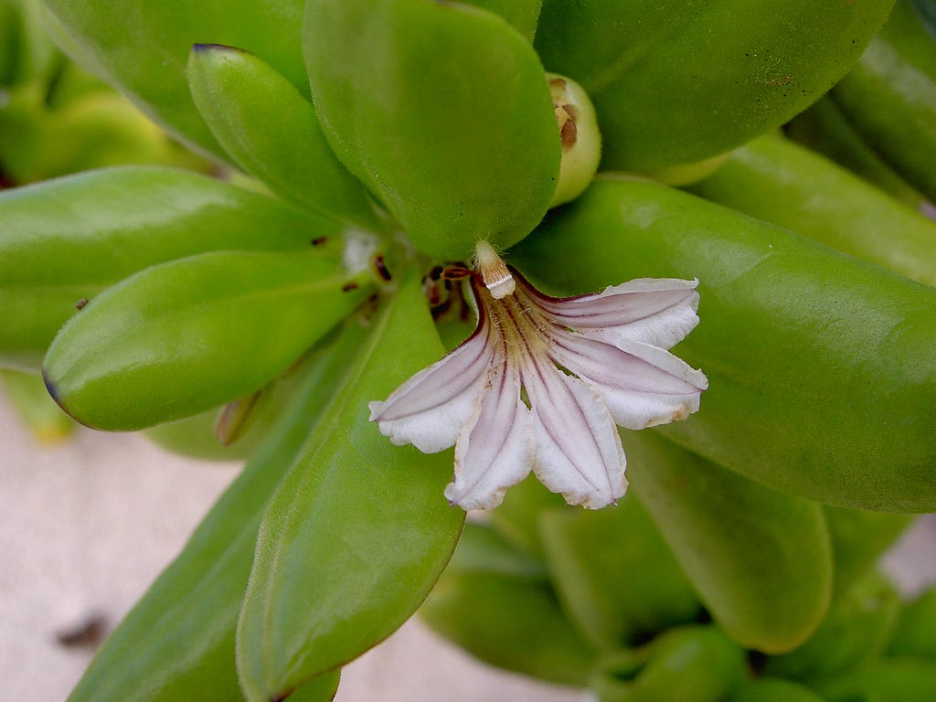 Close-up of naupaka kahakai (Scaevola taccada, beach naupaka) flower. Half-flower is light purple and white.