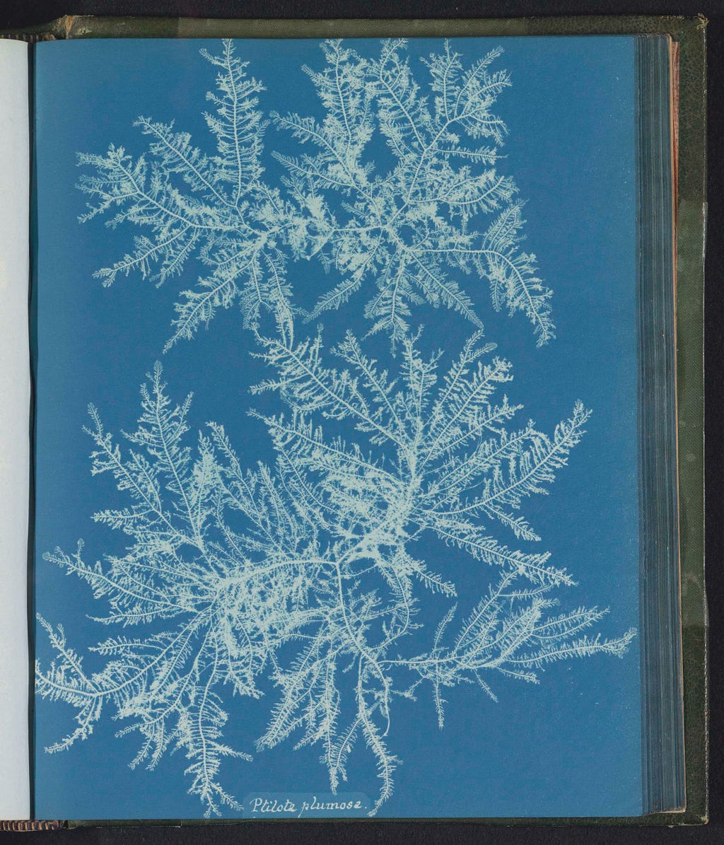 A cyanotype of a seaweed with white seaweed on a blue background.