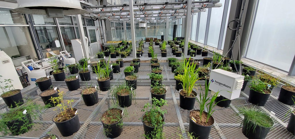 A variety of potted plants are laid out in rows atop a metal grate in a greenhouse.