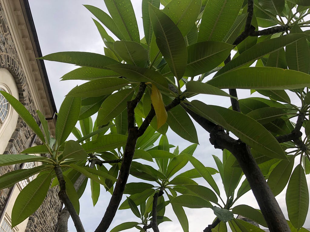 Underside of tree with yellow leaf taken on September 26th, 2019.