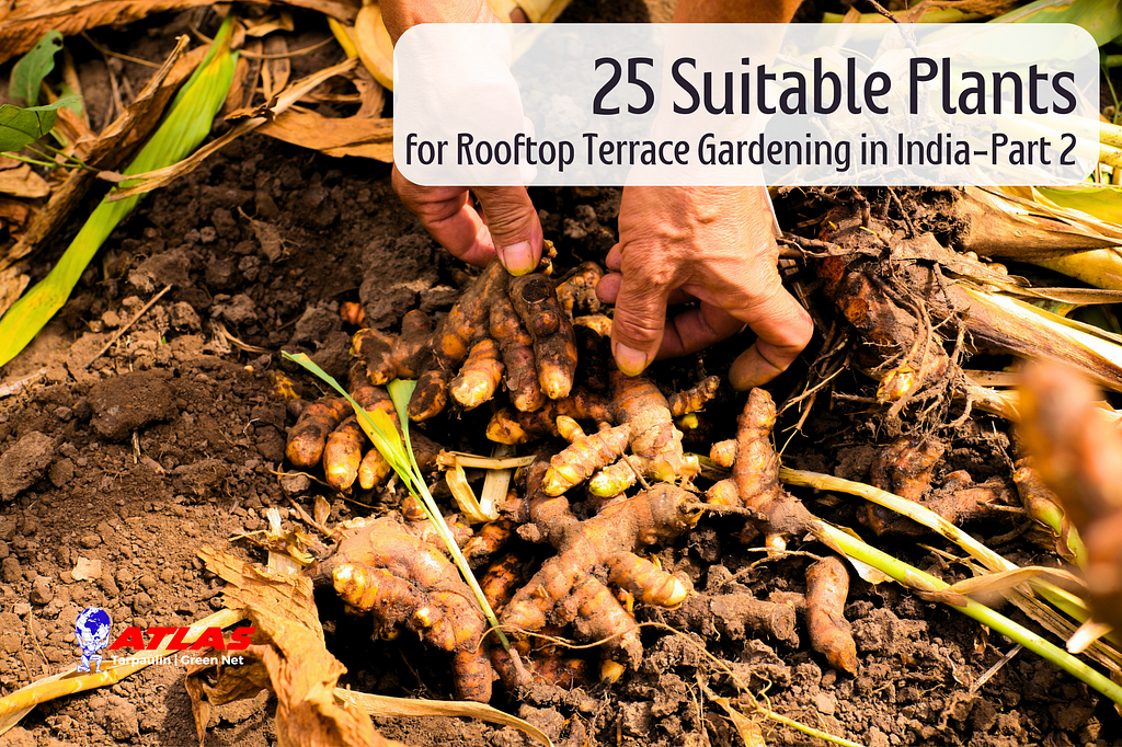 25 Suitable Plants for Rooftop Terrace Gardening in India-Part 2