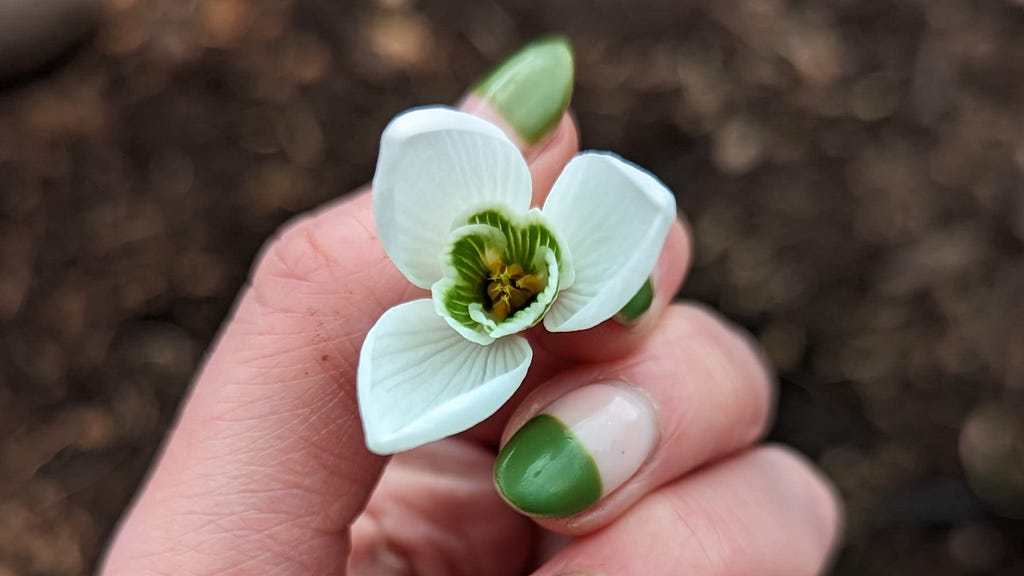 A hand holding a Snowdrop flower so you can see the three, equally sized petals. The green in the centre of the flower matches the green nail varnish of the hand.