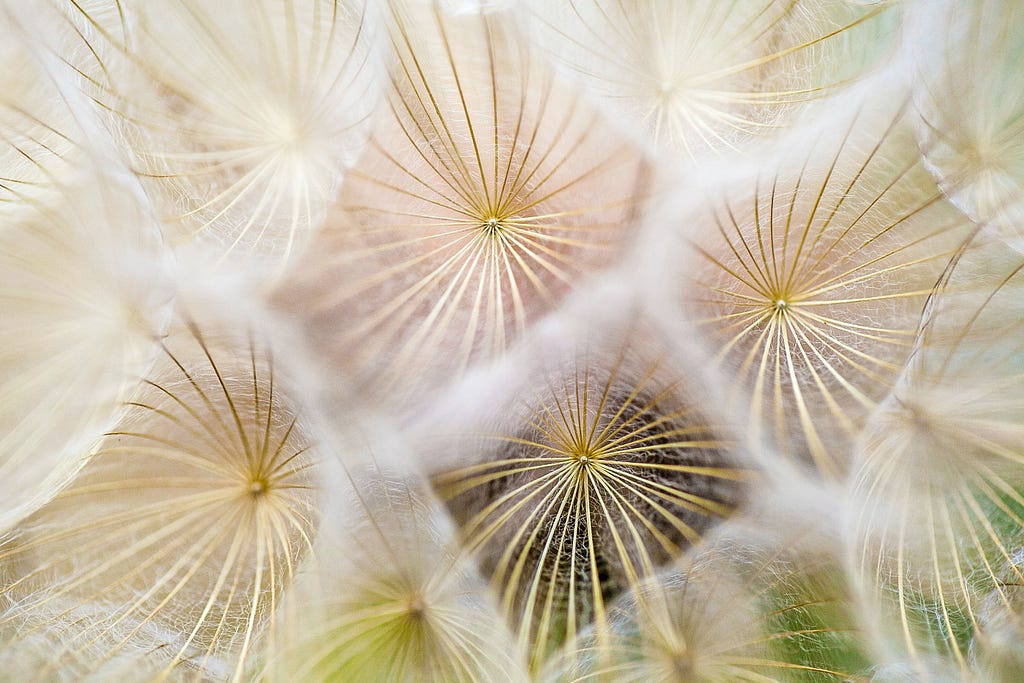 Photo of a kaleidoscope view of a dandelion from Unsplash