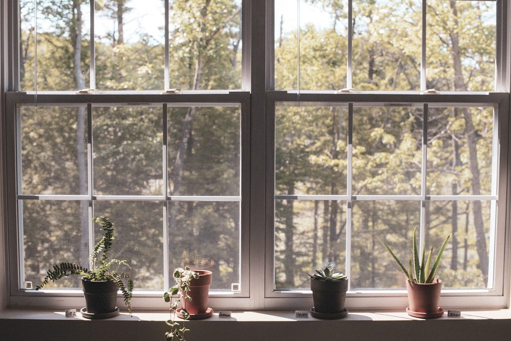 4 plants on a windowsill