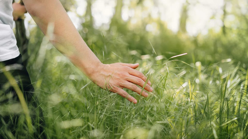 Hand touching grass.