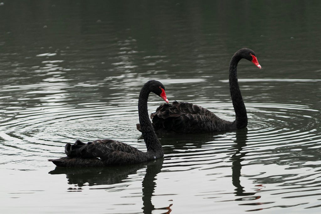 Two black swans