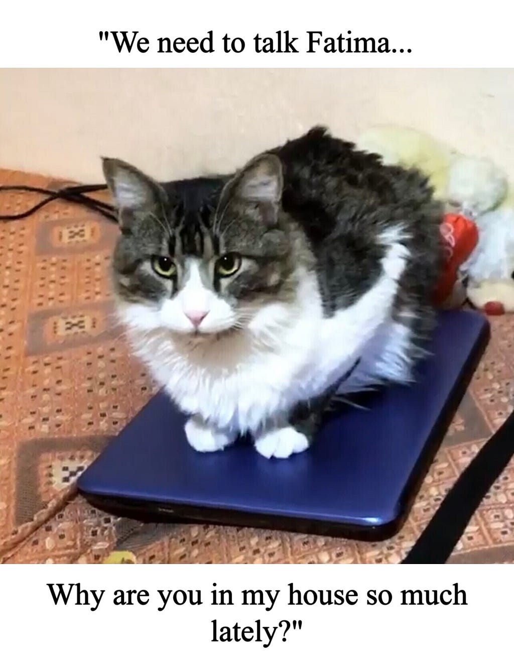A cat sitting on a laptop