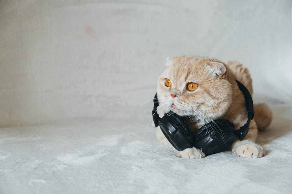 A cat with a headphones