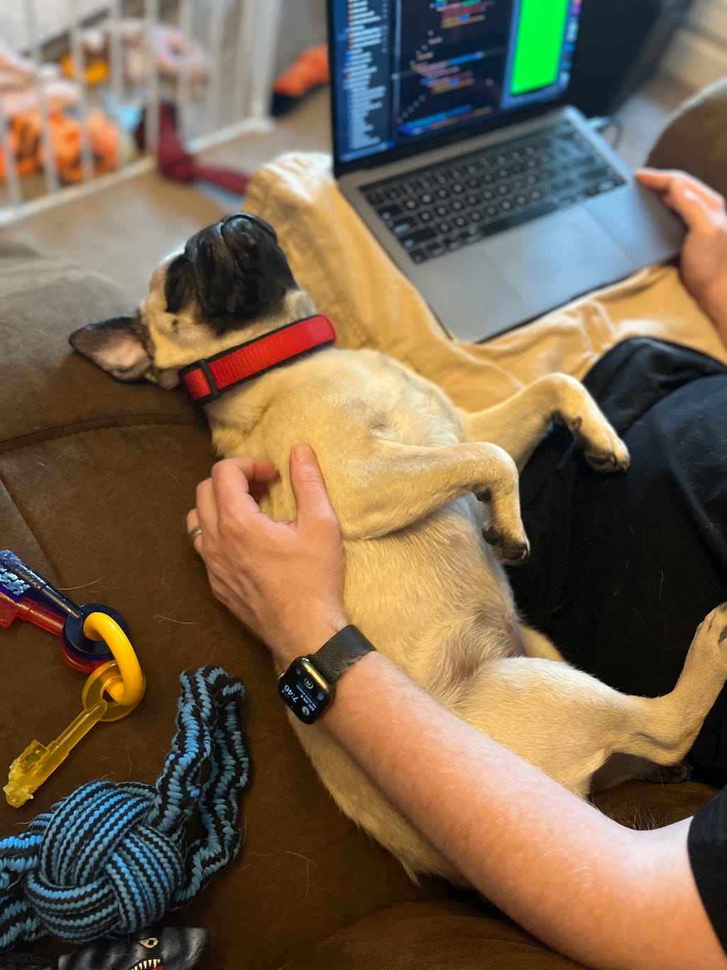 My pug Bucky is sleeping next to me while I work on a SwiftUI interface preview on my laptop.