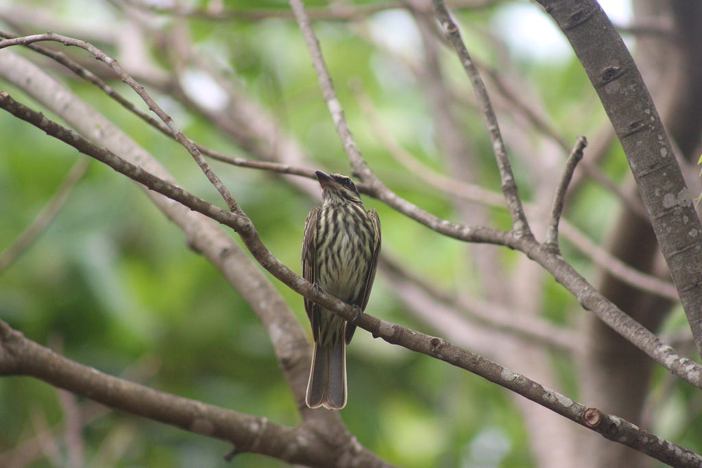 Bem-te-vi-rajado (Pitangus sulphuratus).