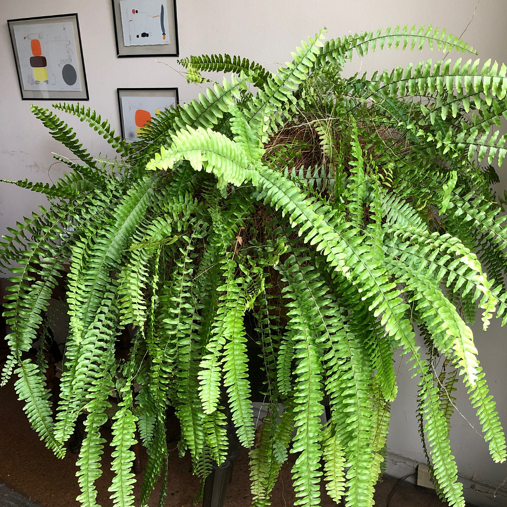 Large indoor house plant (fern) in standing planter.