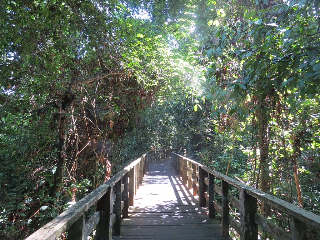 A wooden boardwalk with handrails, surrounded by forest, leads away from the viewer. Sunlight illuminates a small section.