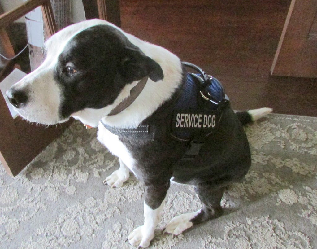 black and white dog wearing service vest