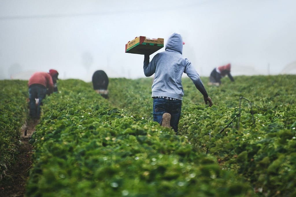 workers in field