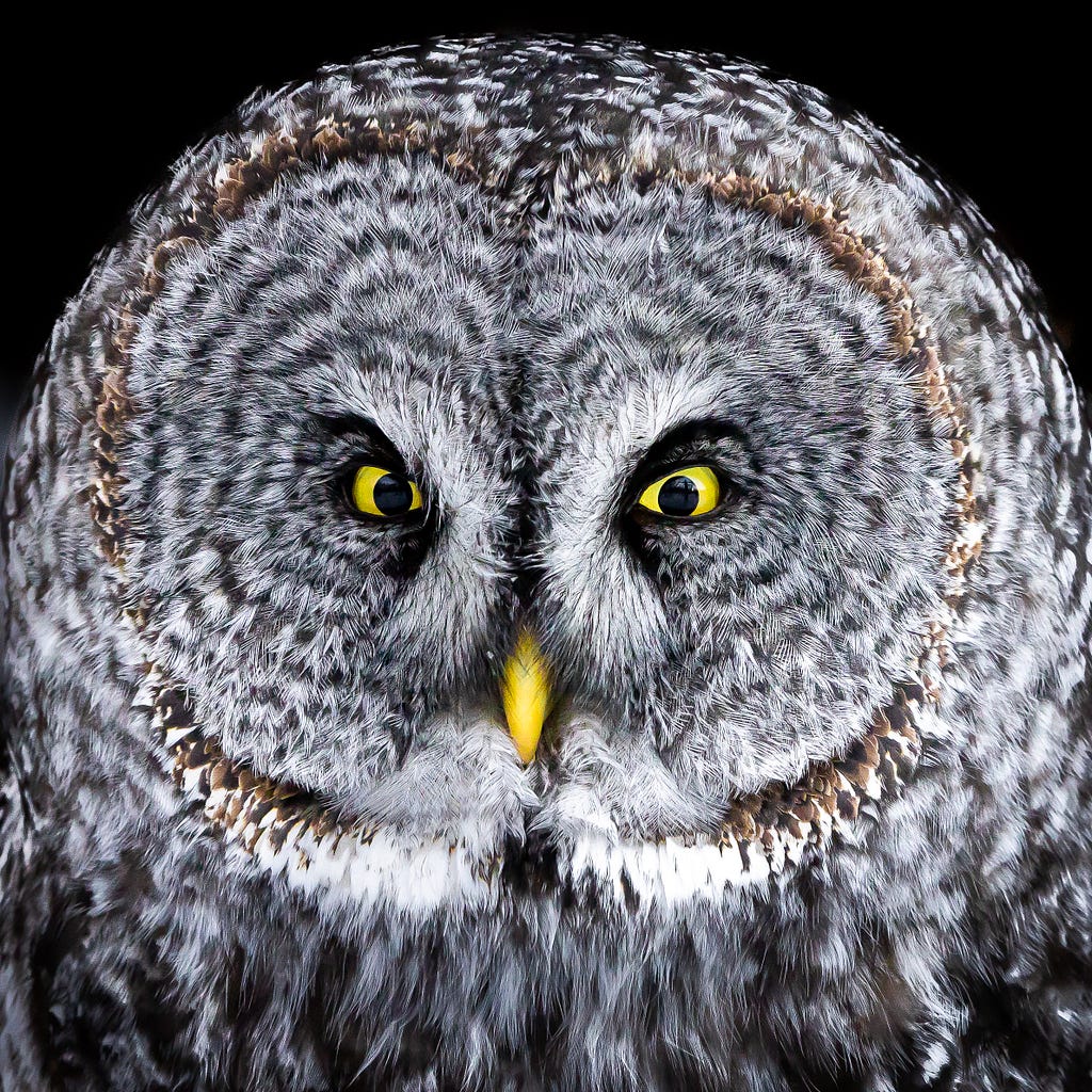 Extreme close view of the black, white and gray facial feathers and bright yellow eyes and beak of a great gray owl staring out towards the viewer.
