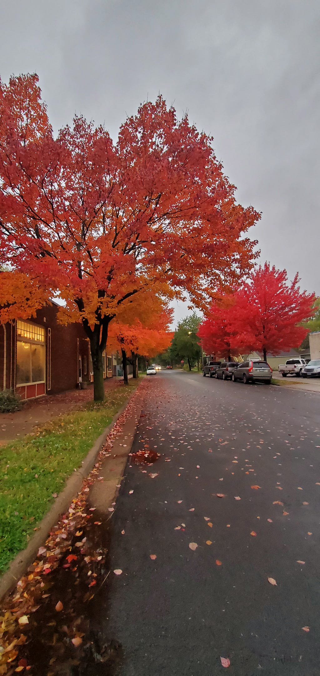 Brilliant orange and red hues of leaves in the Fall