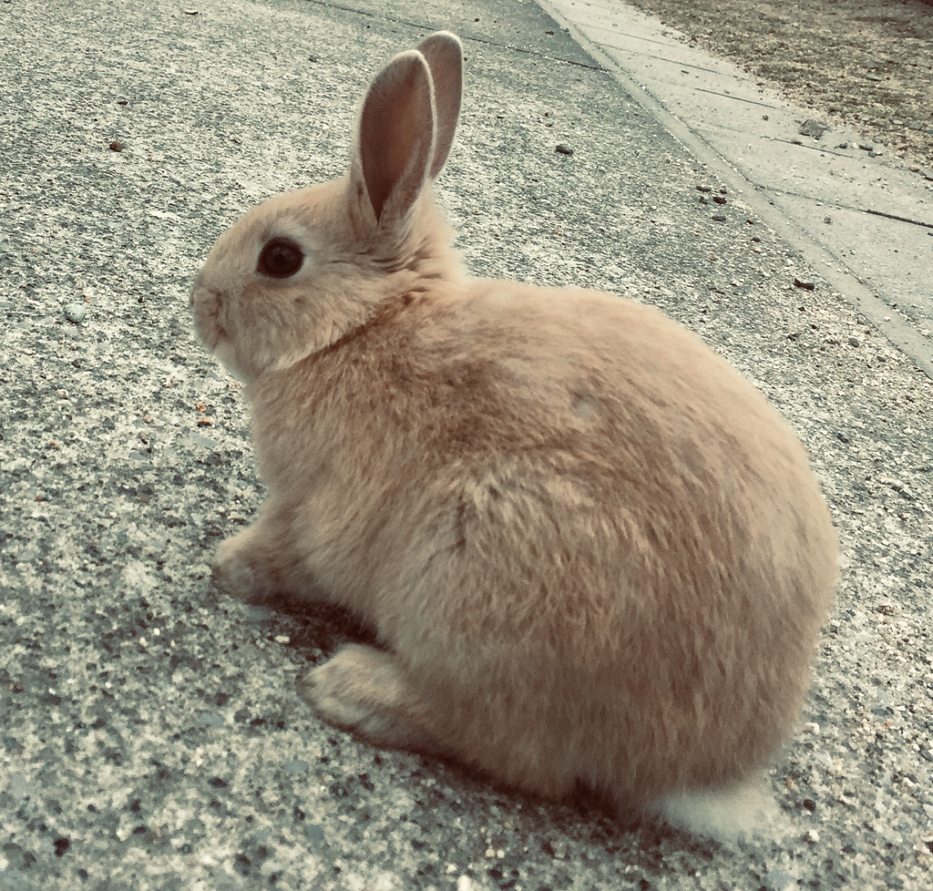 Fluffy fucking bunny sitting on a road