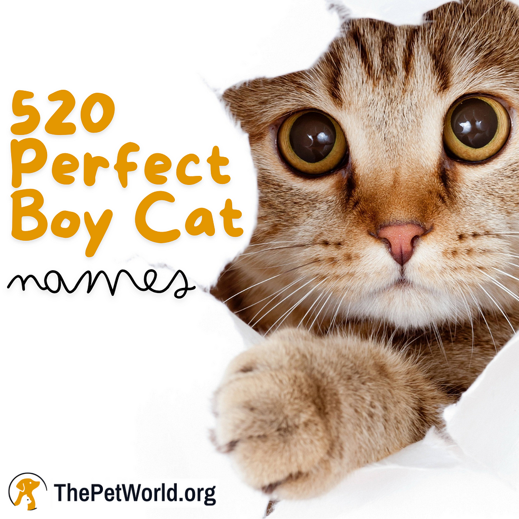 520 Perfect Boy Cat Names for Every Letter of the Alphabet — ThePetWorld.org