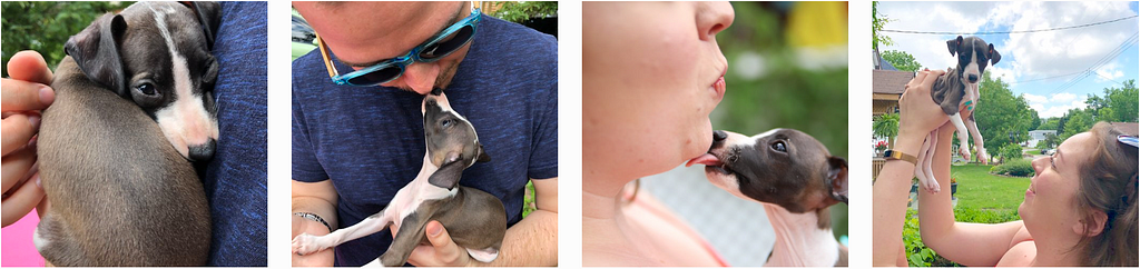 Photos of Adelaide (Italian Greyhound) seeing her parents the week before she came home