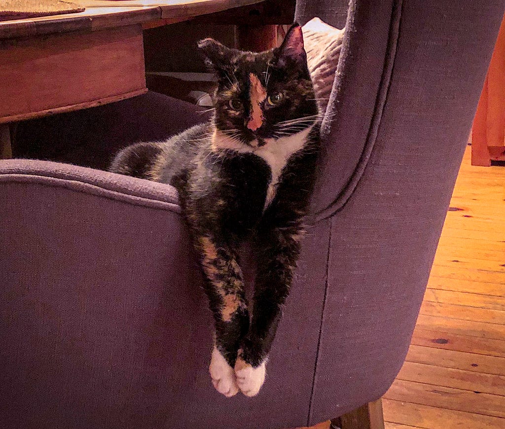 A cat sitting on the arm of a chair