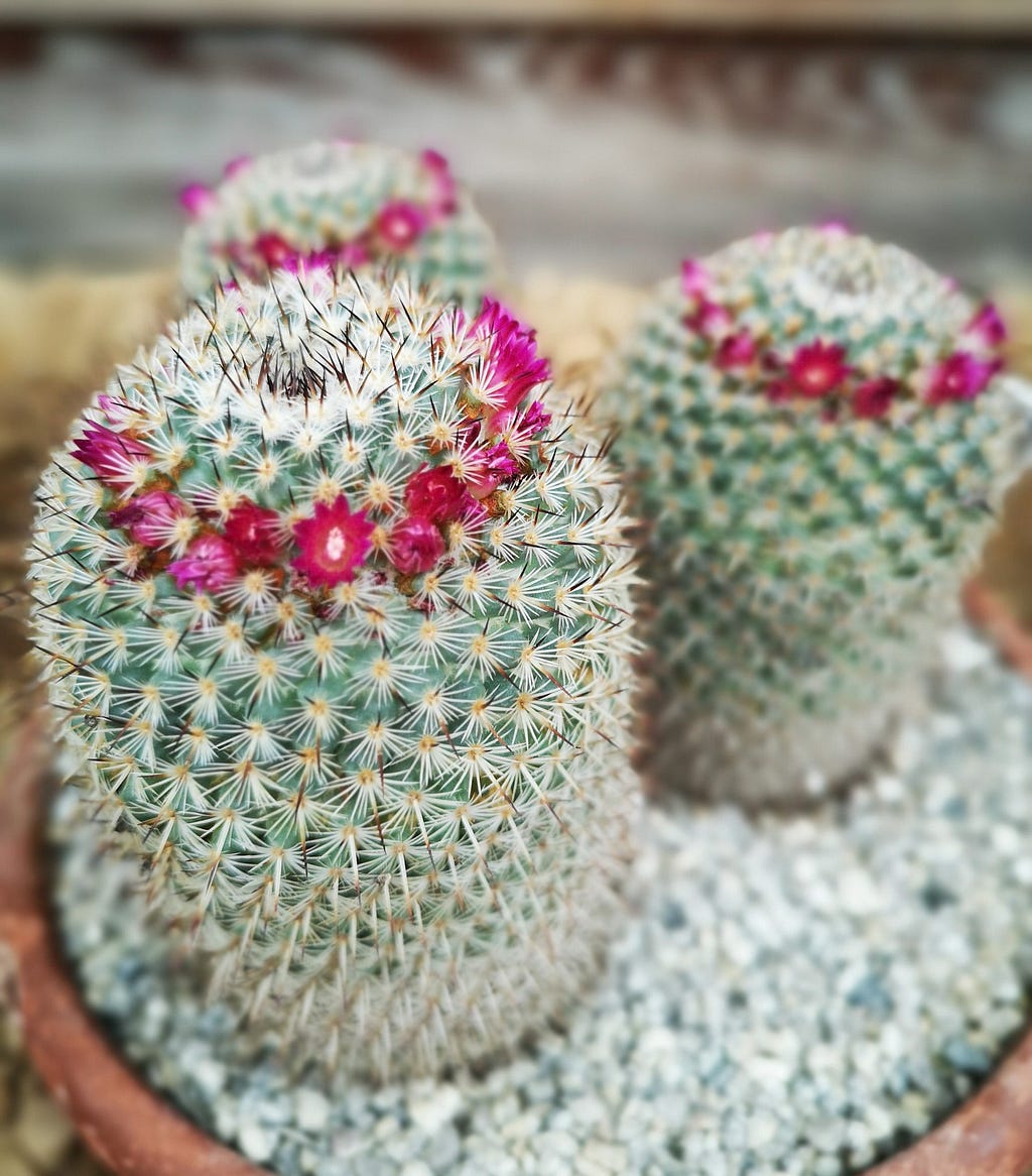 3 Cactus with pink ring head pattern in a pot at RHS Wisley