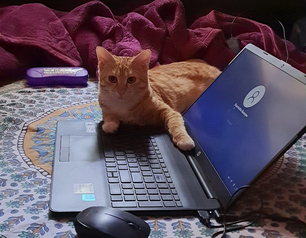 She is Durga — A Cat is sitting on a laptop