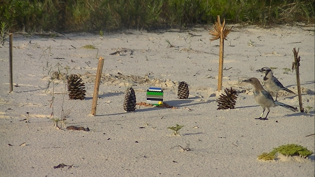 A still image taken from a recording of a neophobia trial (personality test). A juvenile Florida Scrub Jay (brown head) and a Blue Jay cautiously approach the arena of sticks, pinecones, various items.