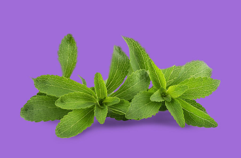Stevia plant leaf
