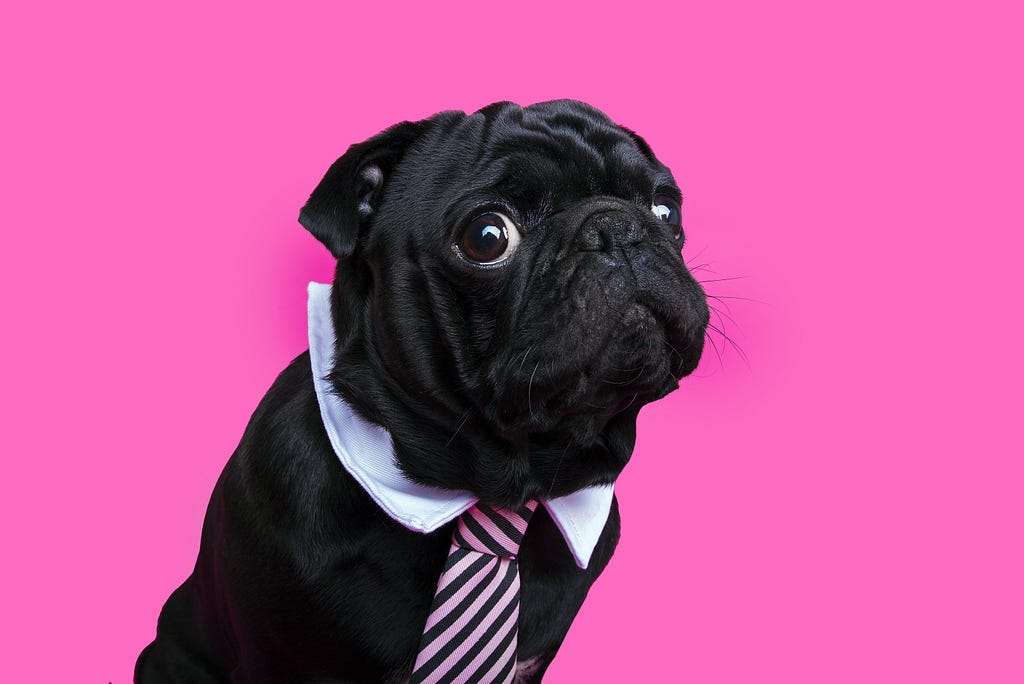 Black Pug Properly Dressed to work from home!