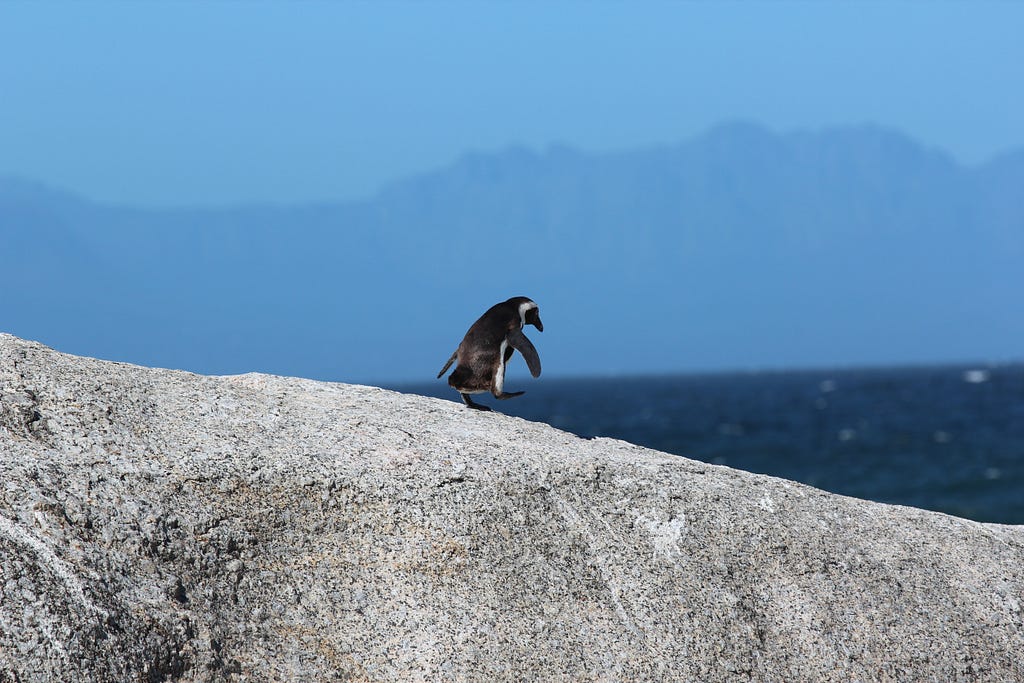 Penguin walking down a rocky surface