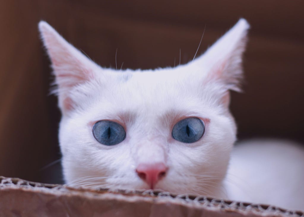 white kitty with blue eyes looking wide awake