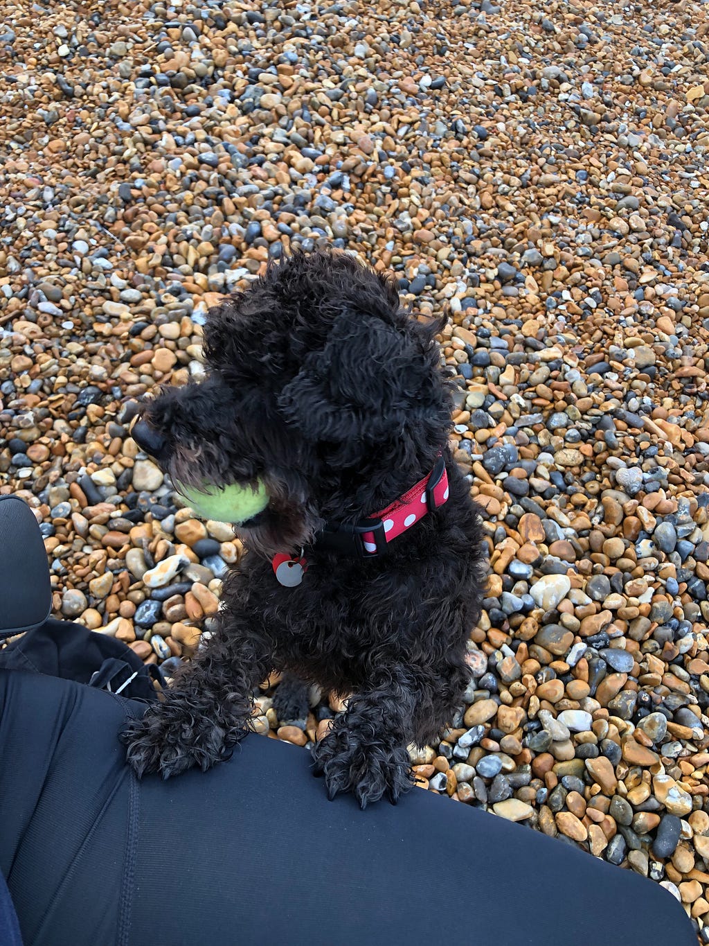 small black dog with curly hair holds a green tennis ball in its mouth on a pebble beach and has its front feet up on a human leg