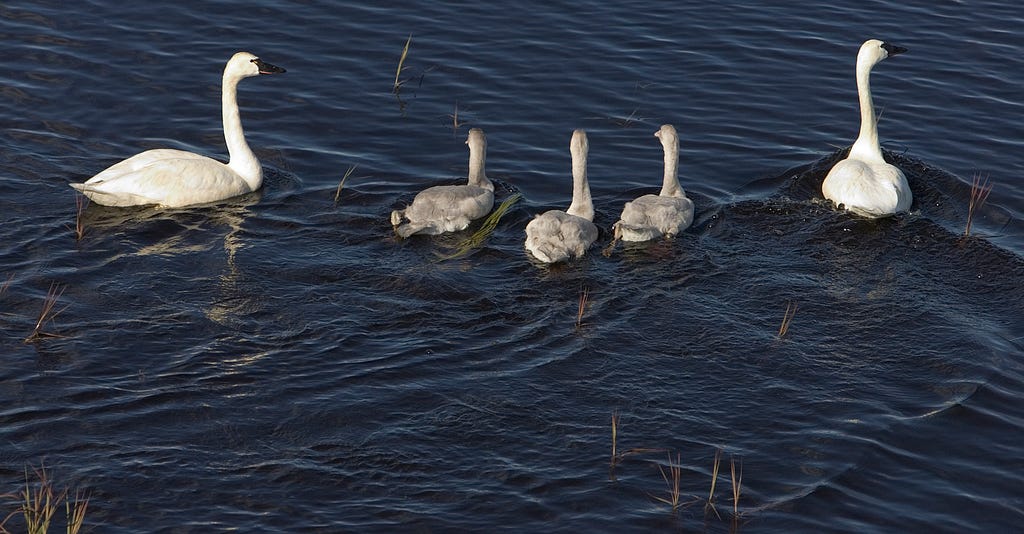 2 adult swans with three grey babies in between swimming in the water.