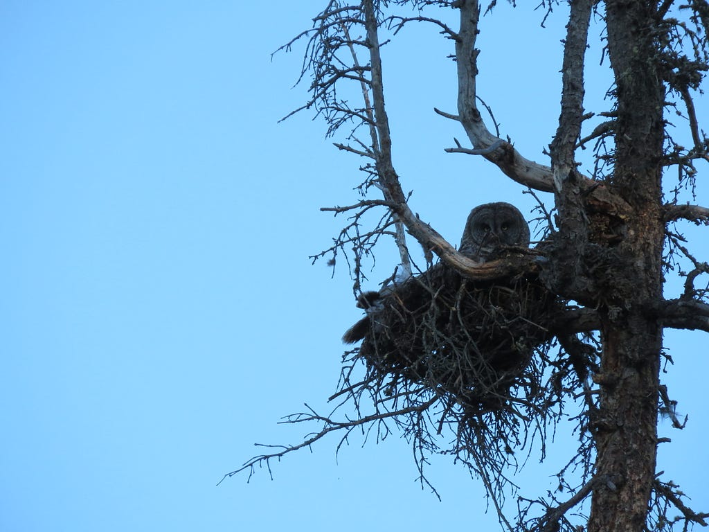 Great gray owl sitting in a nest of twigs in a tree.