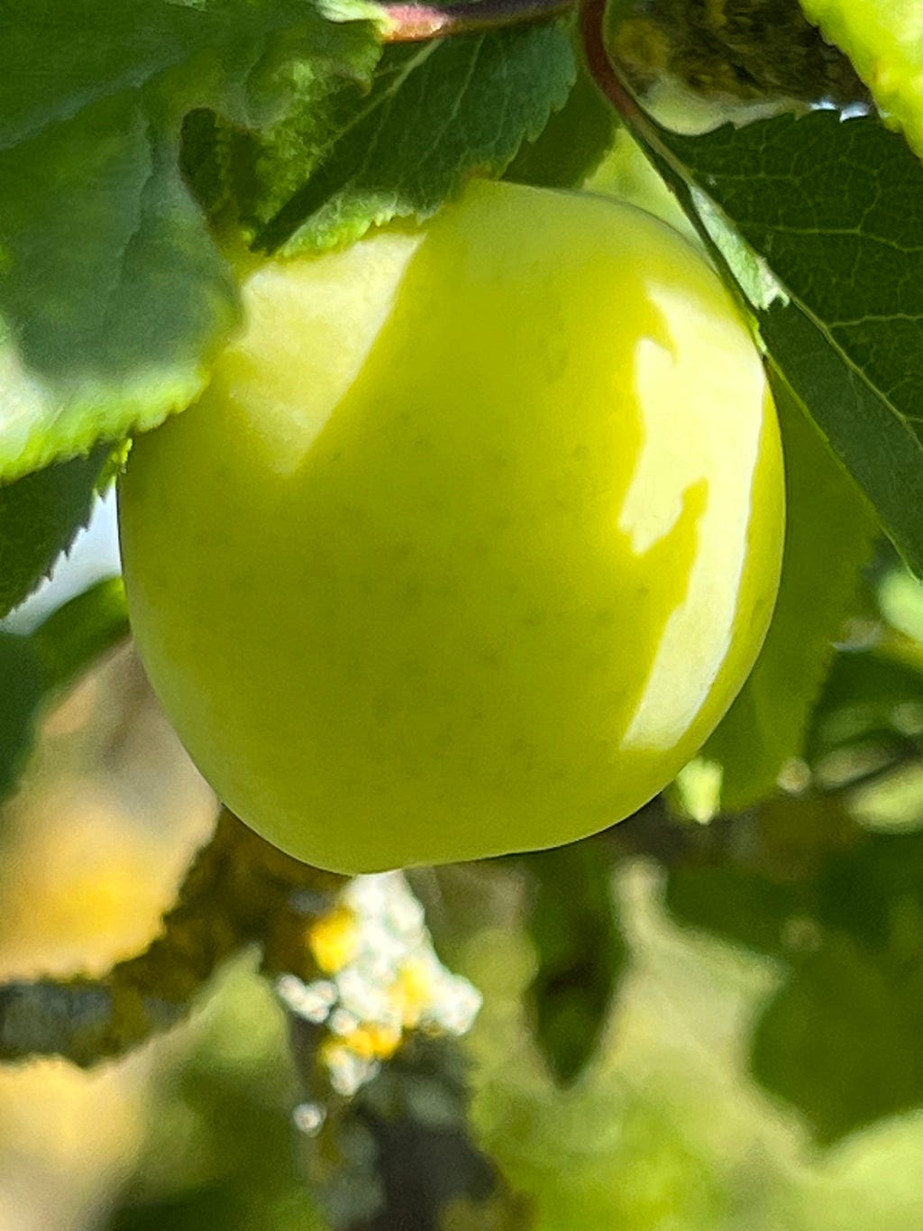 Sunlight falls on ripening green fruit in Tuscany