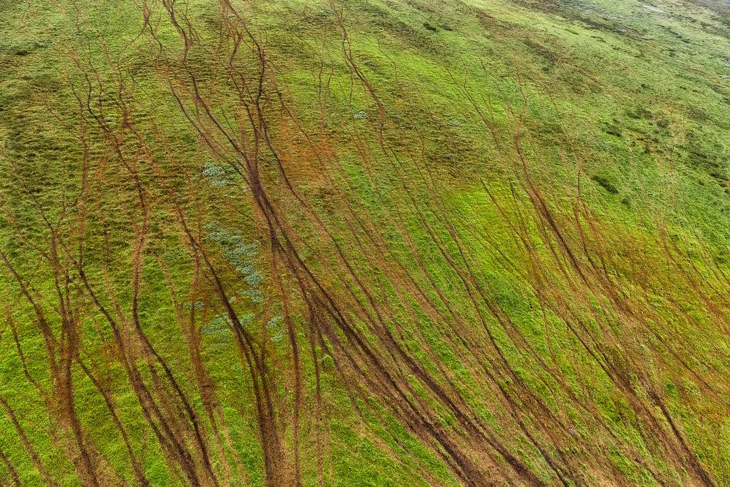 Several muddy tracks run up a green mountainside.